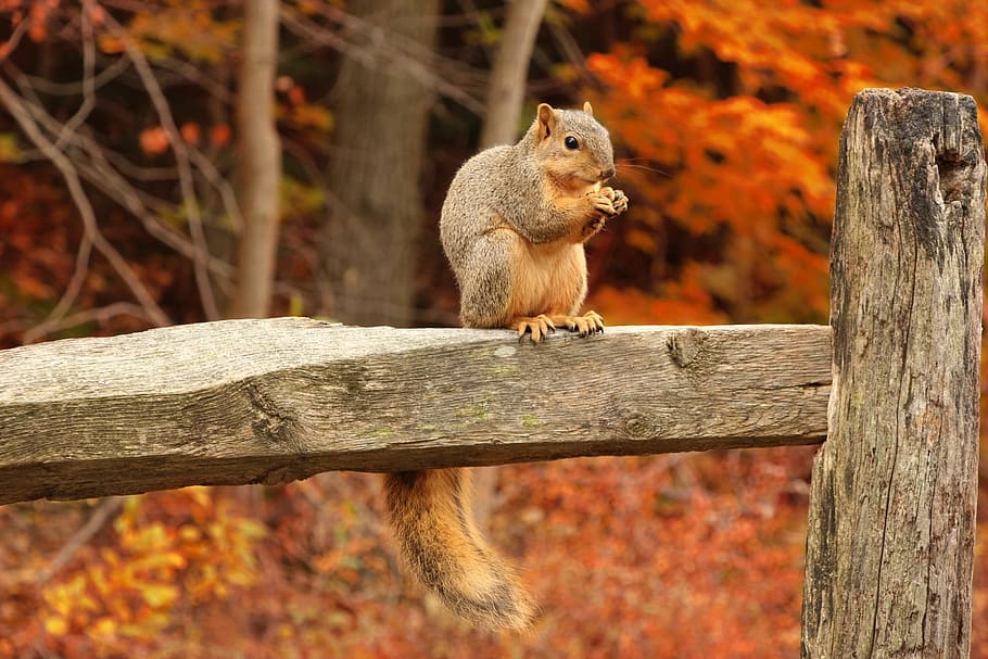 brown squirrel, tail, bushy tail, forest, autumn, season, mammal HD wallpaper