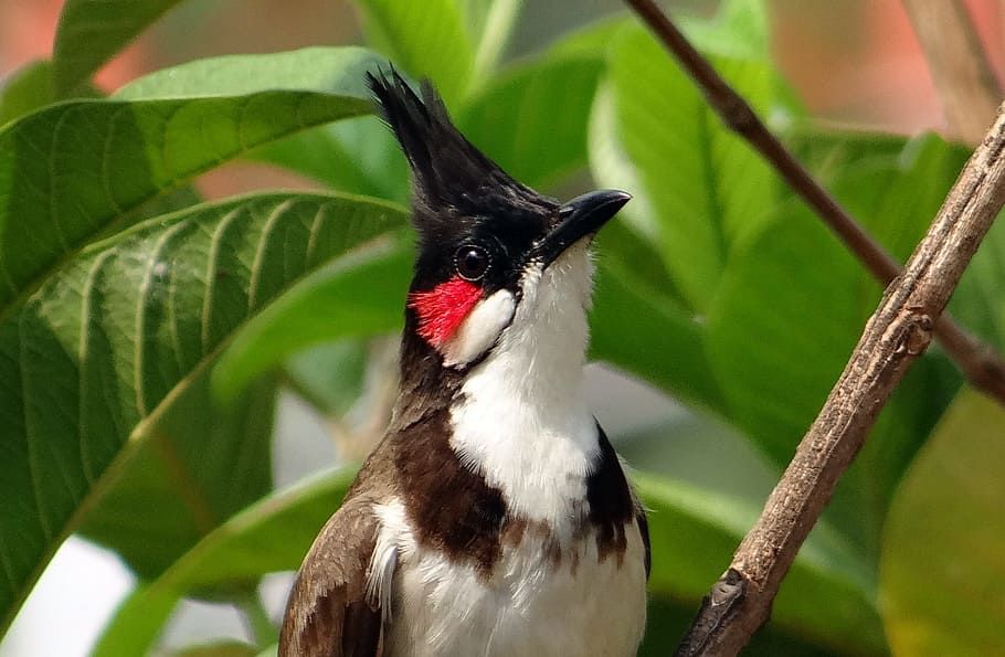 red-whiskered bulbul perched on branch, pycnonotus jocosus, bird