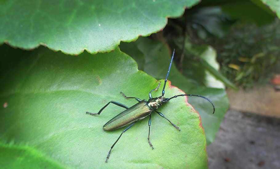 nature, insect, leaf, environment, close up, invertebrate, one animal HD wallpaper