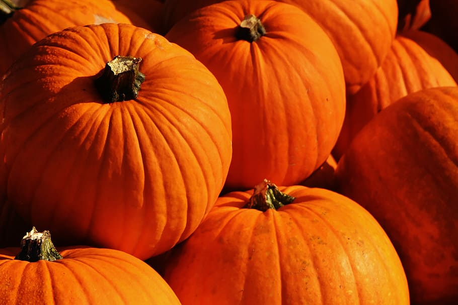 bunch of pumpkin, pumpkins, autumn, autumn decoration, harvest, HD wallpaper