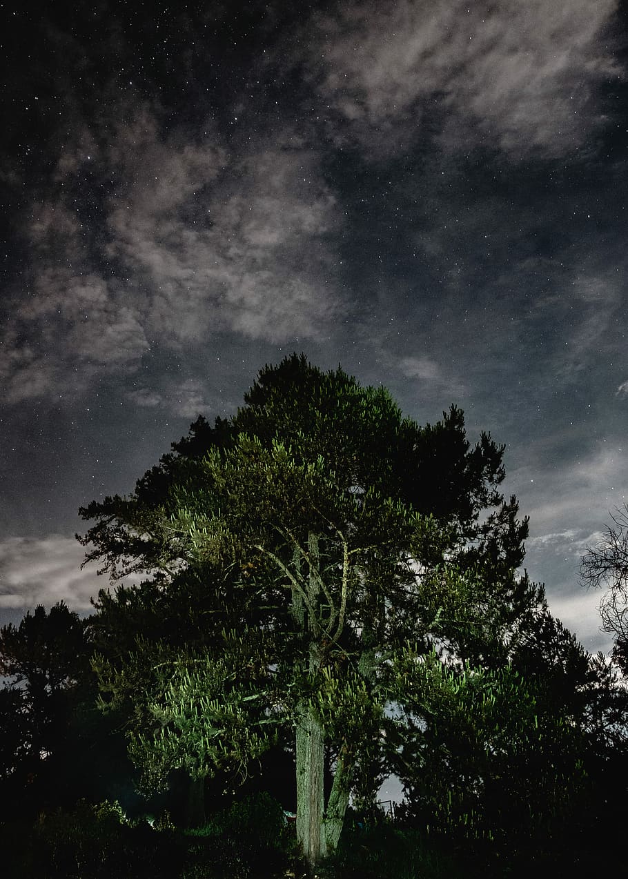 green trees under black sky, green trees, star, night, cloud HD wallpaper