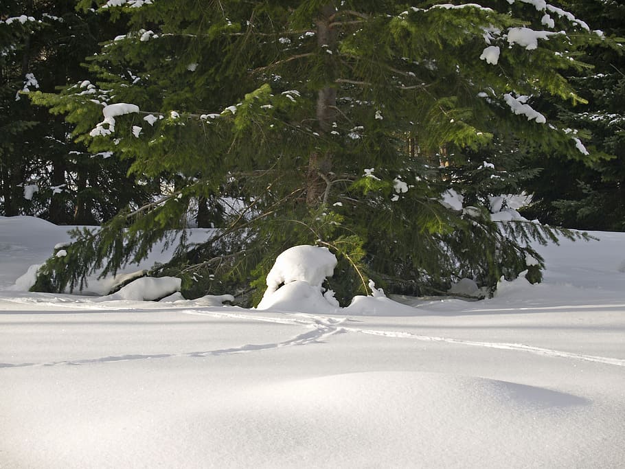 winter, snow, cold, tree, fir, sunny, cold temperature, white color HD wallpaper