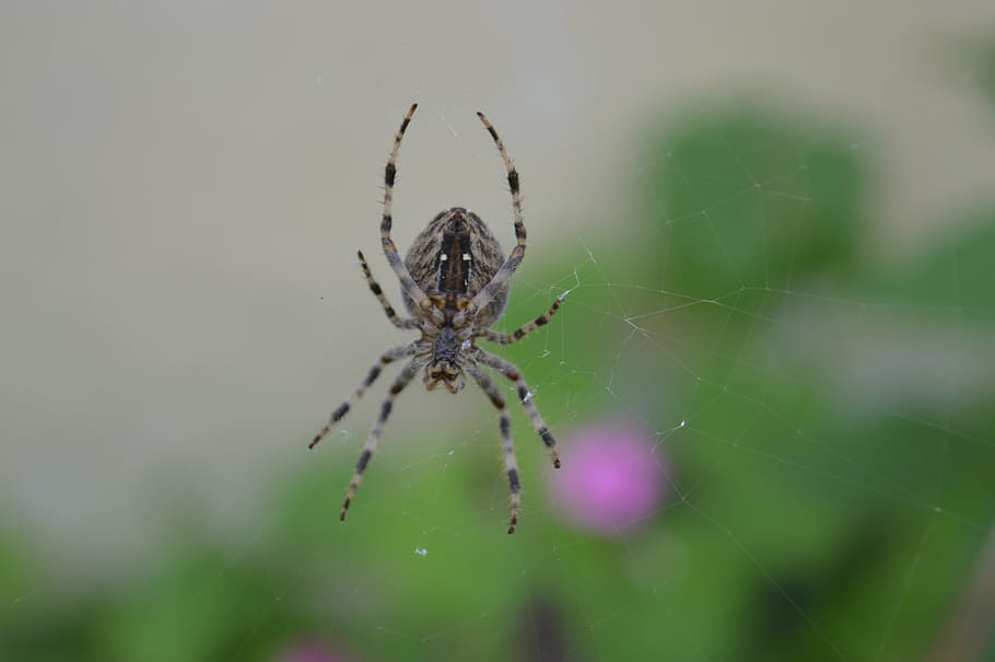 spider, web, arachnid, insect, arthropod, animal themes, invertebrate HD wallpaper