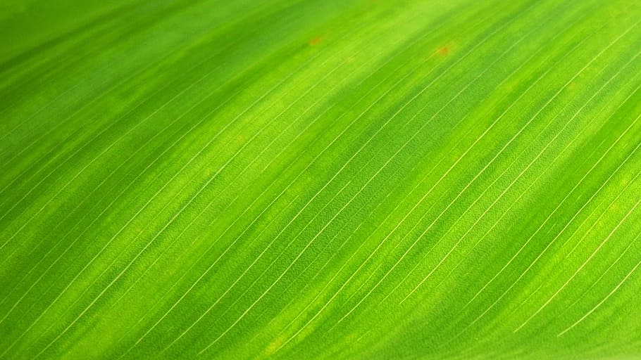 green textile, green leaf, natural, wallpaper, green color HD wallpaper