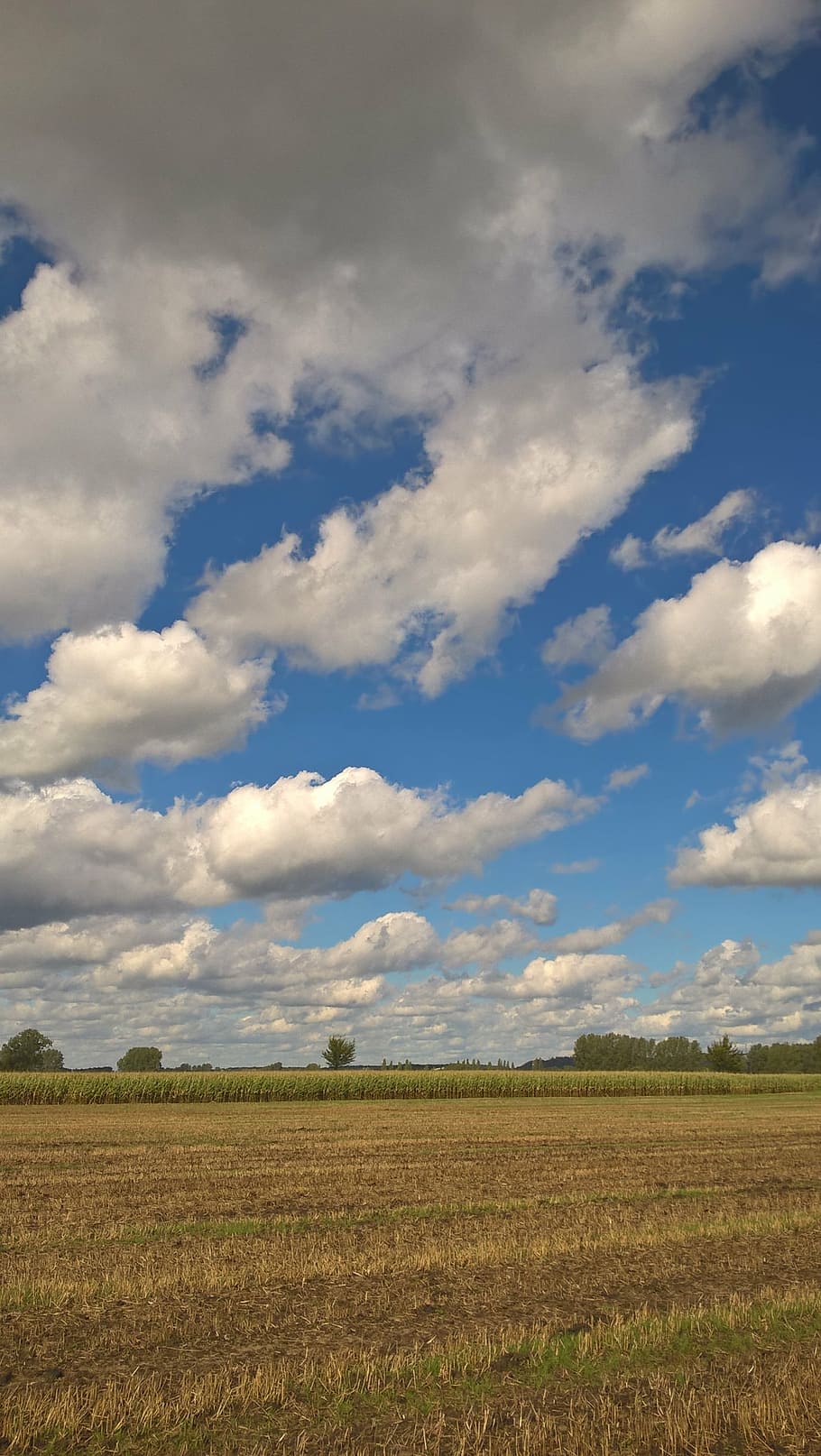 clouds, sky, blue, clouds form, white, enormous, cloud - sky HD wallpaper