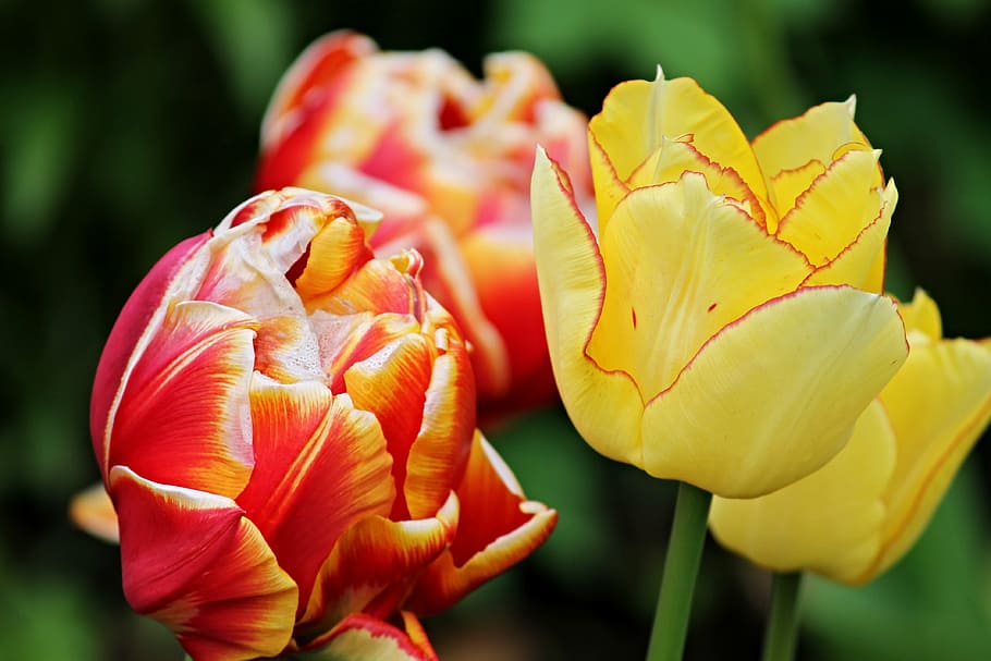 tulip flower, tulips, flowers, spring, orange, blossomed, colorful, HD wallpaper