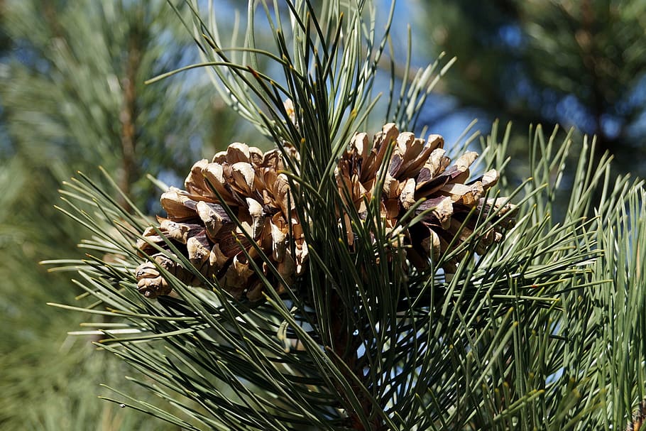 Cones, Forest, Evergreen, Tree, evergreen tree, nature, day HD wallpaper