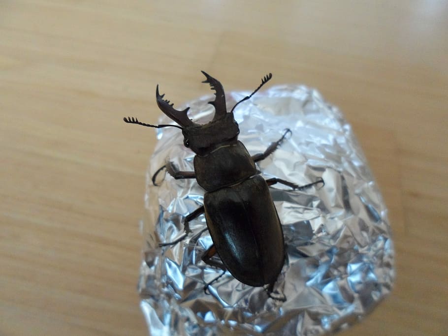 the deer bug, insects, cool, invertebrate, close-up, animal wildlife HD wallpaper
