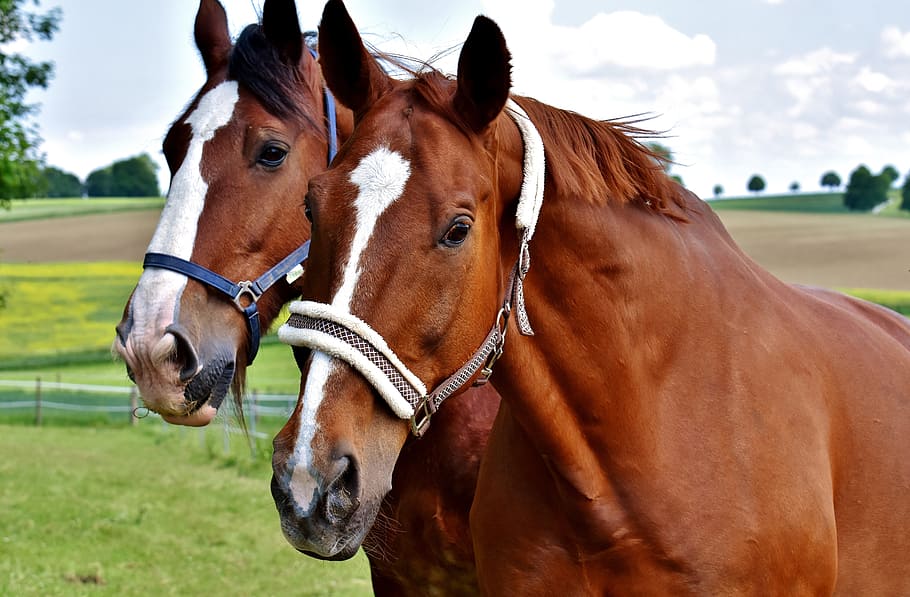 two brown and white horse during daytime photo, horses, for two HD wallpaper