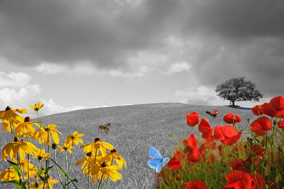 selective color photography of rose, Green Meadow, Flower, flower meadow, HD wallpaper