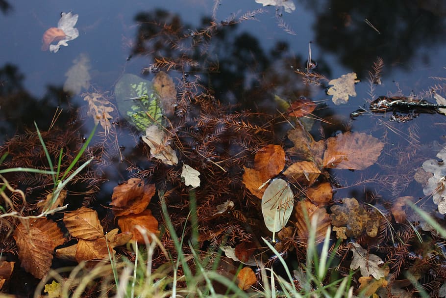 water, leaves, reflection, environment, leaf, autumn, fall HD wallpaper