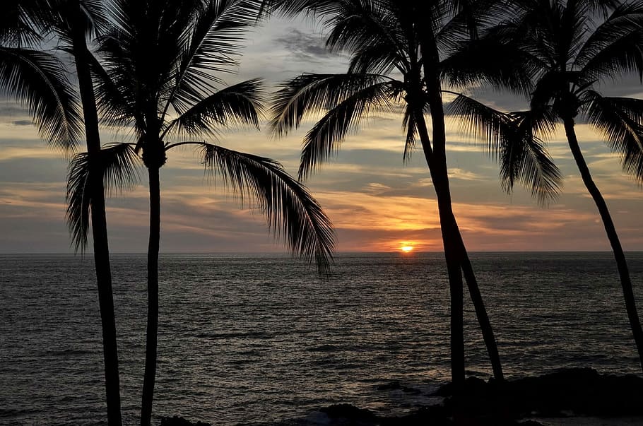 Sunset, Palms, Palm Trees, Mexico, Ocean, sea, beach, scenics HD wallpaper
