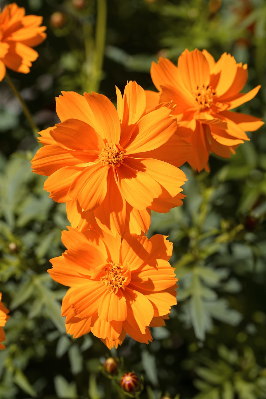 HD wallpaper: flower, orange, blossom, bloom, orange flowers ...