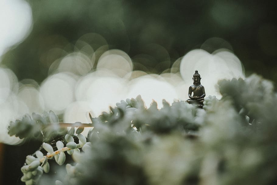 selective focus photography of Buddha statue, selective focus photography of Buddha figurine, HD wallpaper