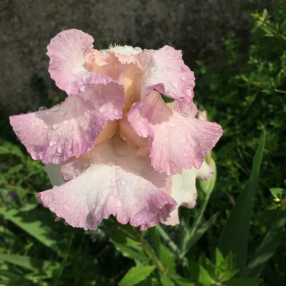 iris, flower, pink, garden, spring, plant, nature, petal, summer HD wallpaper