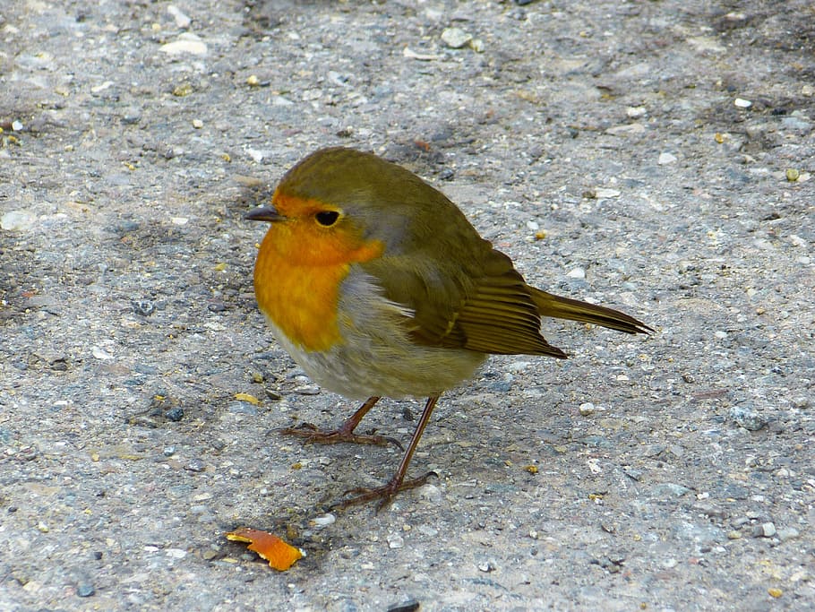 yellow and gray bird, Robin, Animals, Erithacus Rubecula, beautiful HD wallpaper