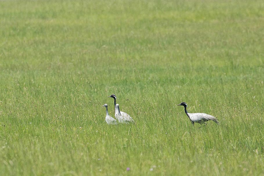 Bird, Demoiselle Crane, Parent, Child, parent child, meadow, HD wallpaper