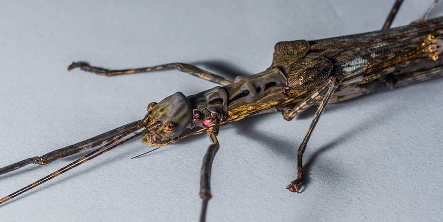 stick insect, ghost insect, scare, close, close-up, no people HD wallpaper
