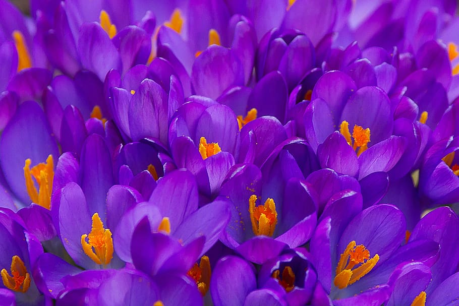 closeup photo of purple petaled flowers, crocus, garden, spring HD wallpaper