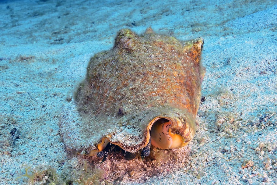 shell, seabed, scuba diving, animal themes, water, animal wildlife HD wallpaper