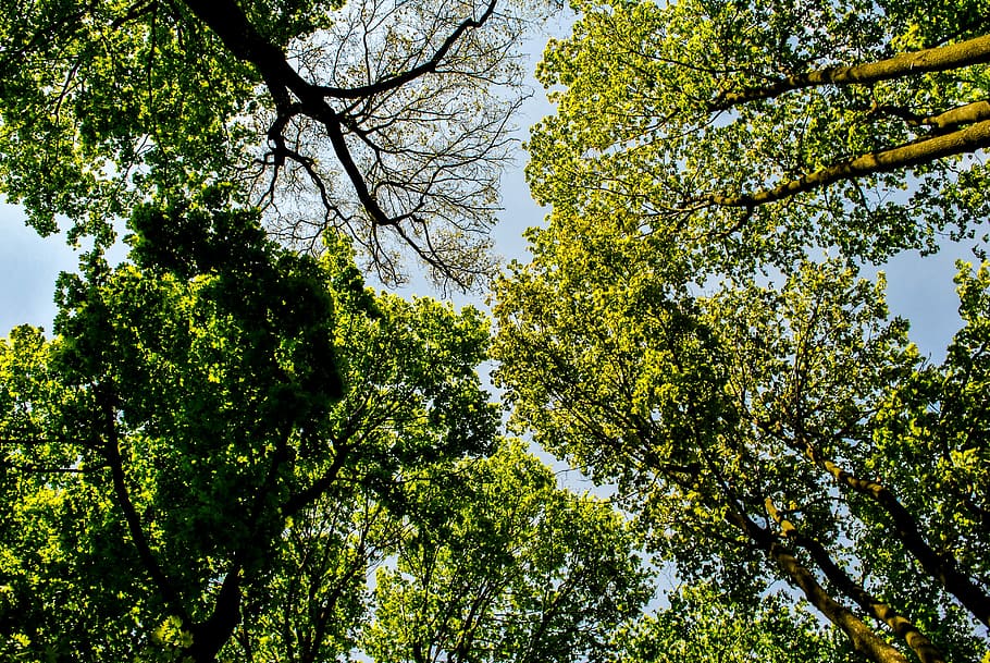 View, Tree, Forest, Sky, forests, from the bottom of the, nature HD wallpaper