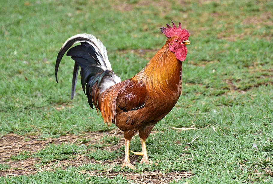 poultry, gallo, domestic fowl, crest, feathers, young cock