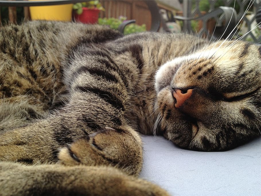 cat, sleeping, animal, relaxation, mammal, feline, animal themes HD wallpaper