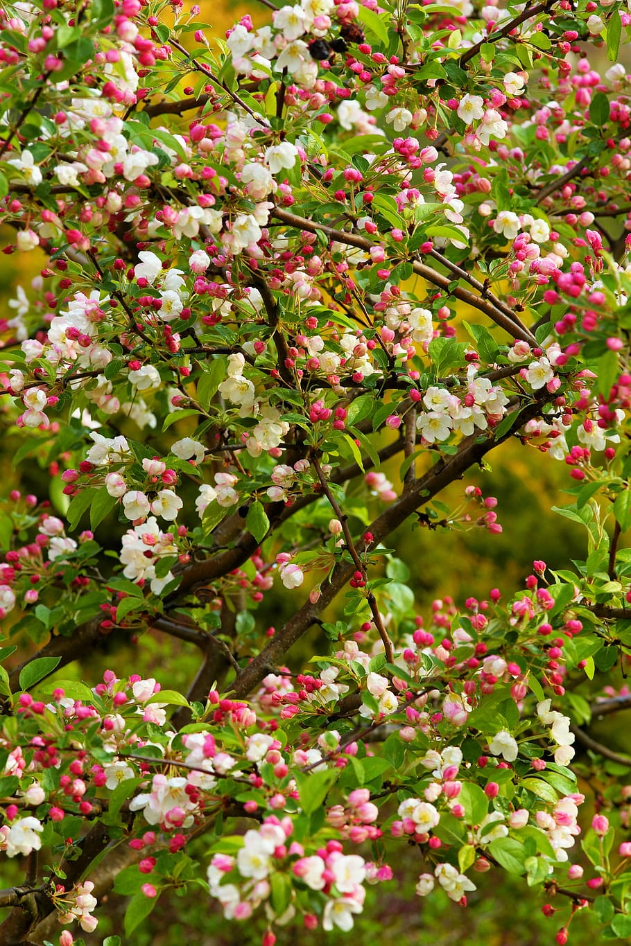 apple tree, spring, apple blossom, tender, nature, season, branch HD wallpaper
