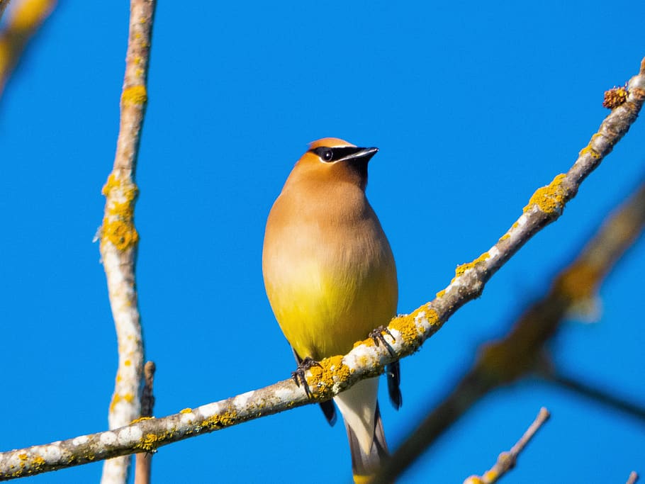 waxwing, cedar waxwing, pretty, cute, wildlife, animal, nature, HD wallpaper