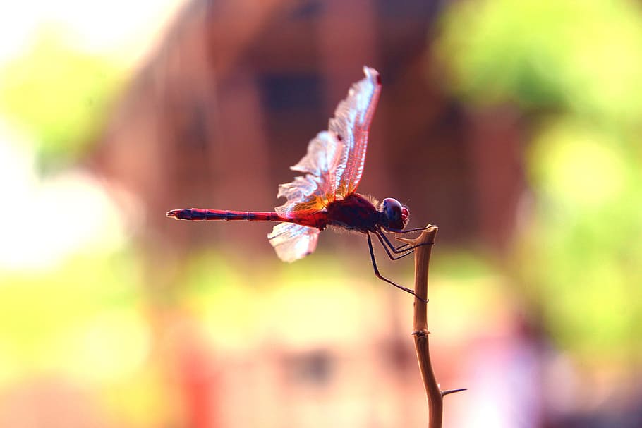 insects, fly, wings, nature, animal themes, invertebrate, animal wildlife HD wallpaper