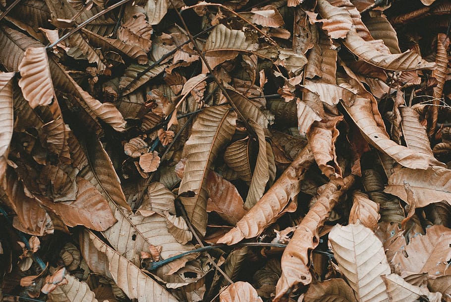 closeup photo of withered leaves, photo of withered leaves, fall HD wallpaper
