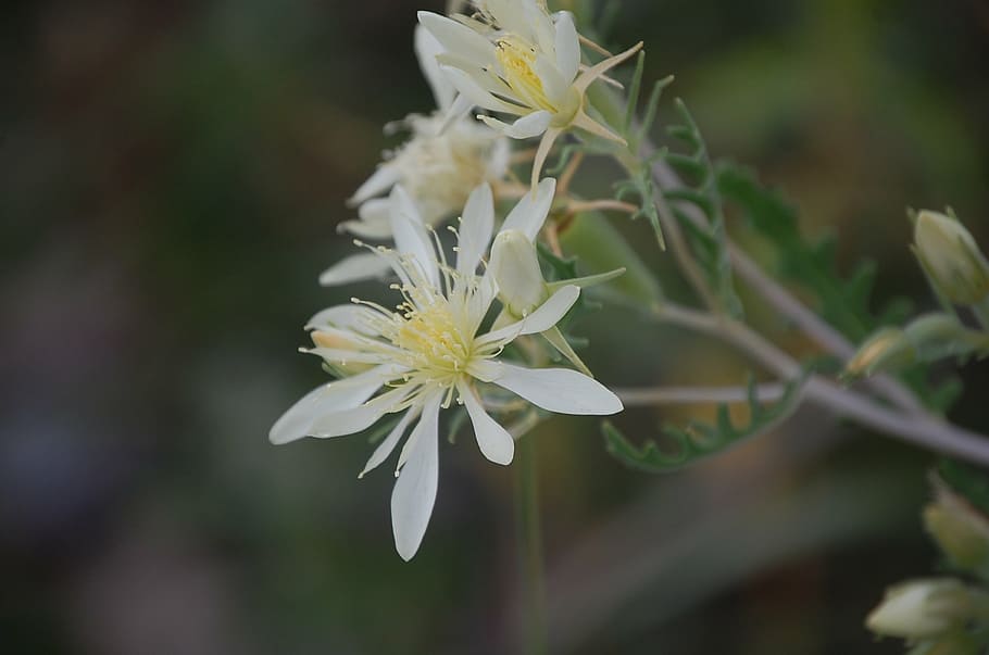flower, white, nature, spring, natural, garden, season, floral HD wallpaper