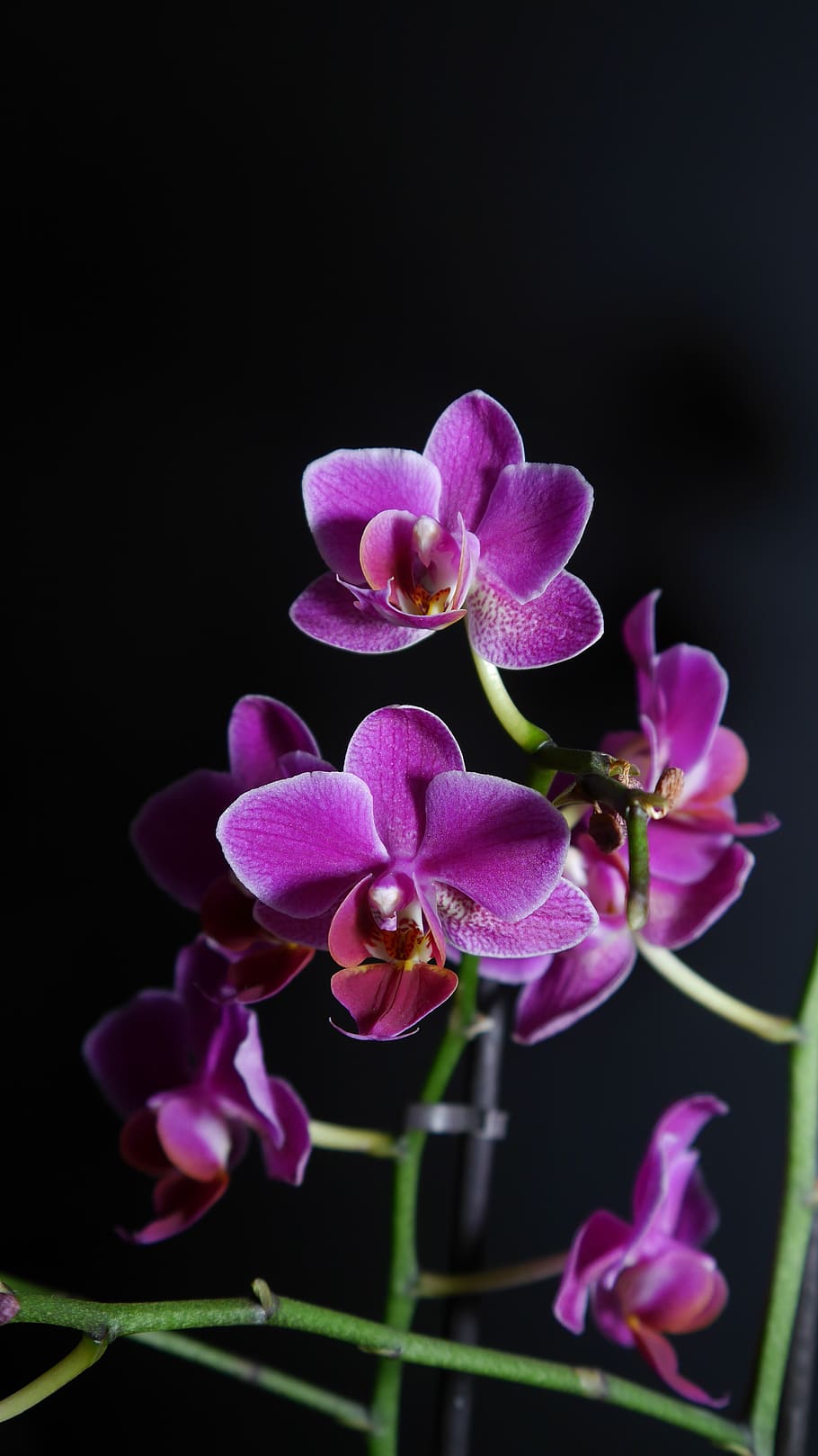 orchid, purple, flower, blossom, bloom, light purple, violet, HD wallpaper