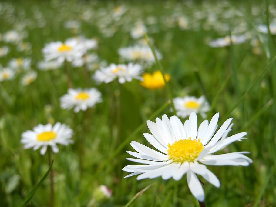 macrophotograph of white sunflowers, daisies, daisy, spring HD wallpaper