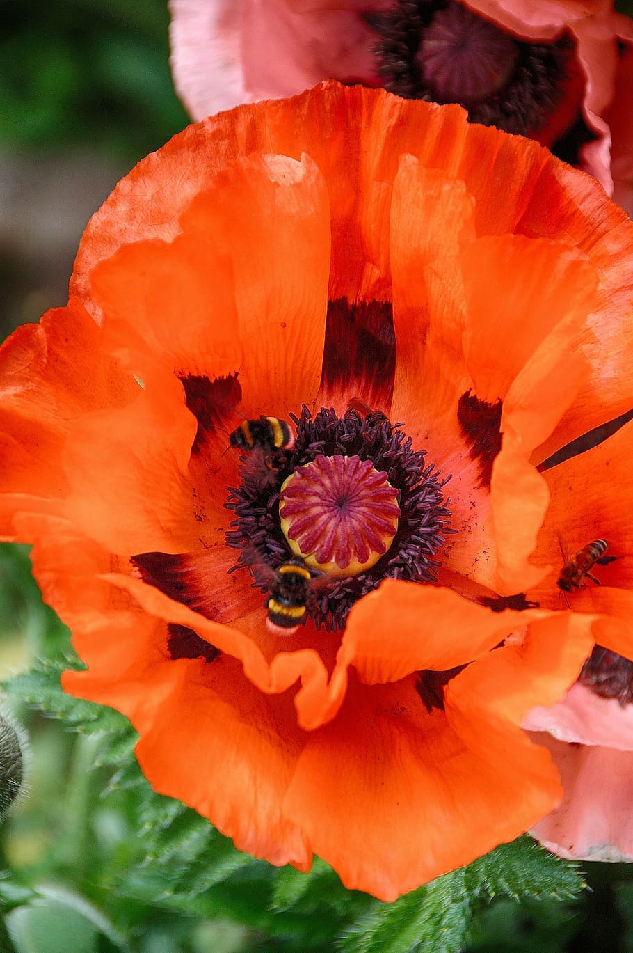 flower, bee, nature, insect, plant, flowering plant, petal HD wallpaper