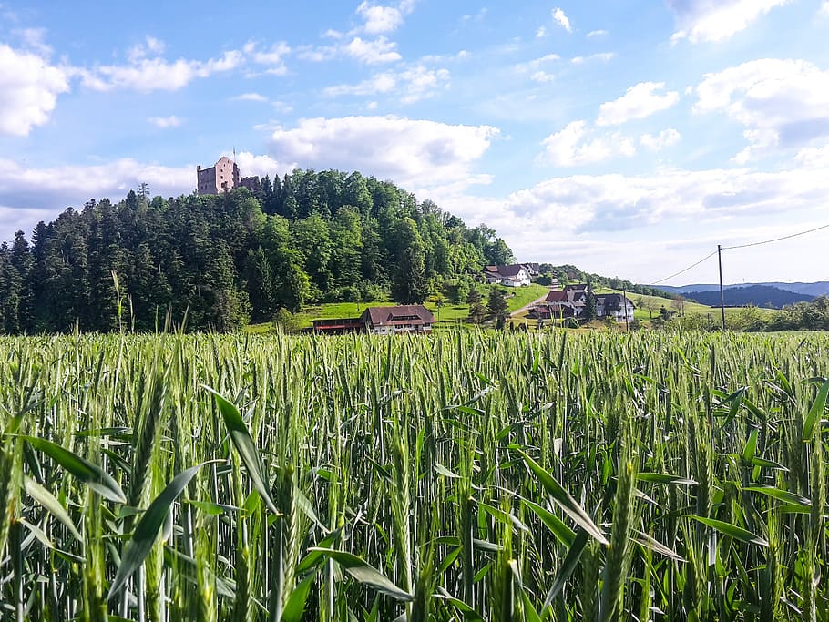 corn, mountain, sky, green, plant, growth, field, land, tree HD wallpaper