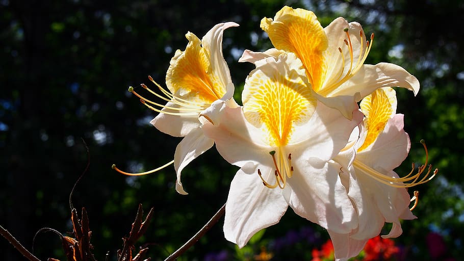 white and yellow petaled flowers, azalea, blooms, spring, nature HD wallpaper