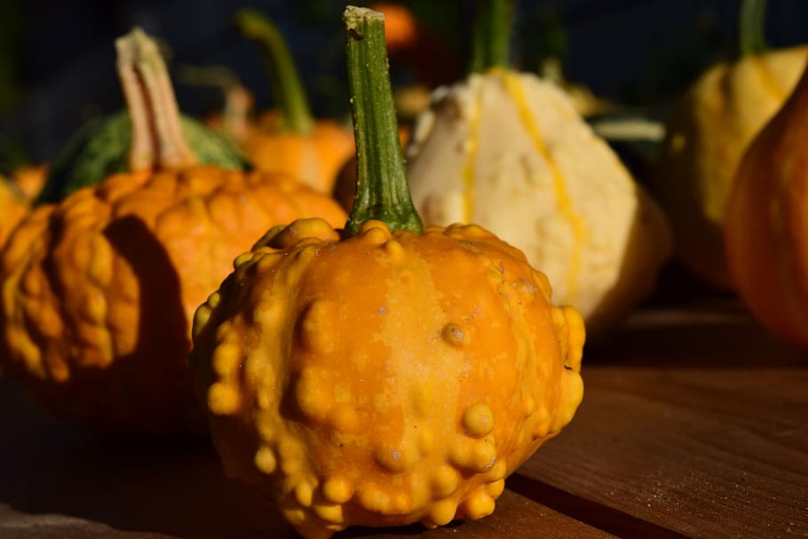 decorative squashes, pumpkins, yellow, beautiful, autumn, late summer HD wallpaper