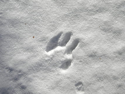 Snow, Winter, Track, Cold, Trail, Animal, wolf, dog, paw print HD wallpaper