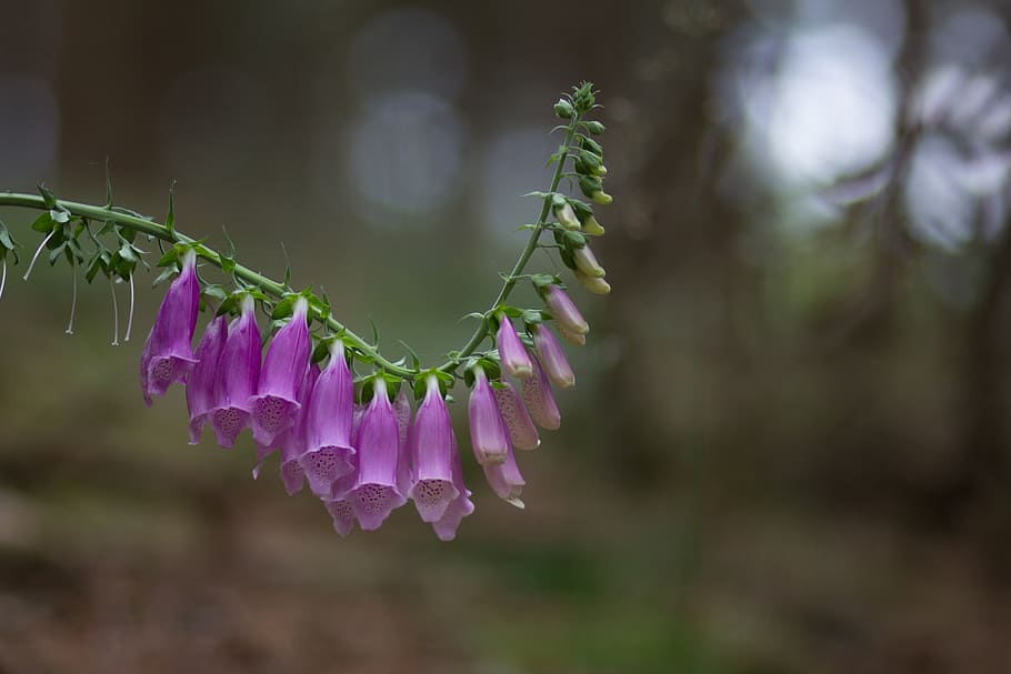 toxic, thimble, blossom, bloom, close, pink, wild plant, flora HD wallpaper