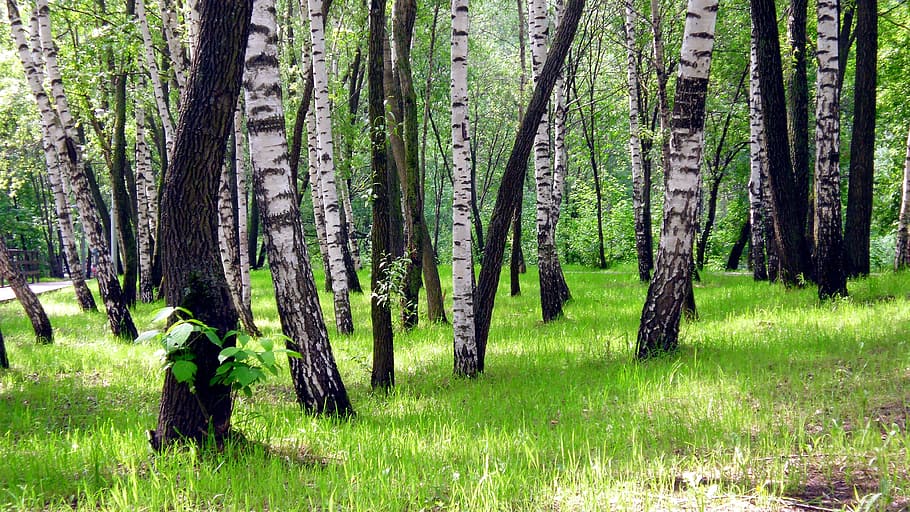 Summer, Birch, Grass, Green, tree, nature, forest, tree trunk HD wallpaper