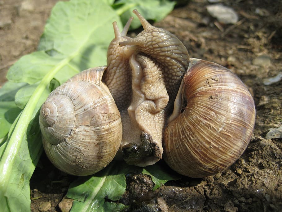 escargots, snail, pairing, shell, animal, animal wildlife, animal shell HD wallpaper