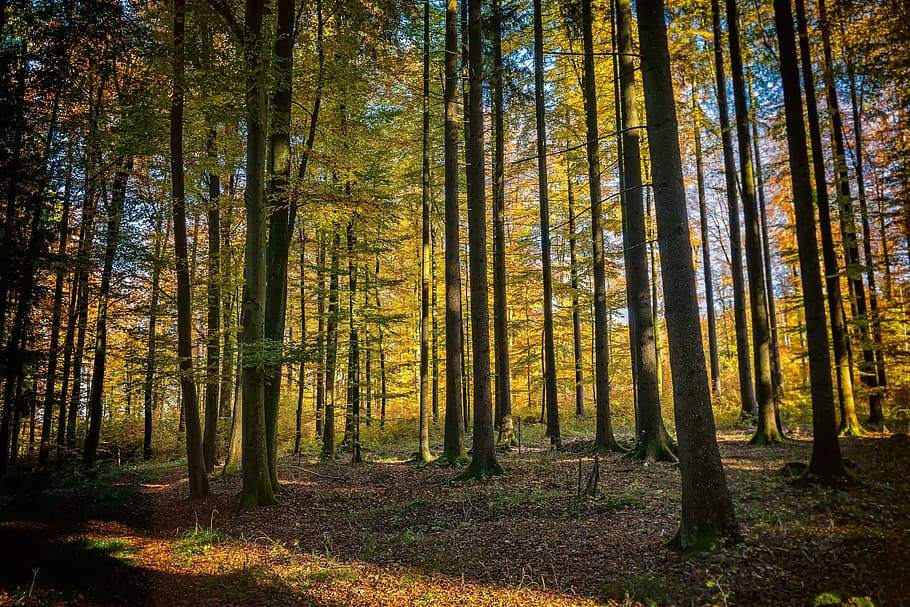 green leaf trees forest at daytime, Nature, Landscape, flooded HD wallpaper