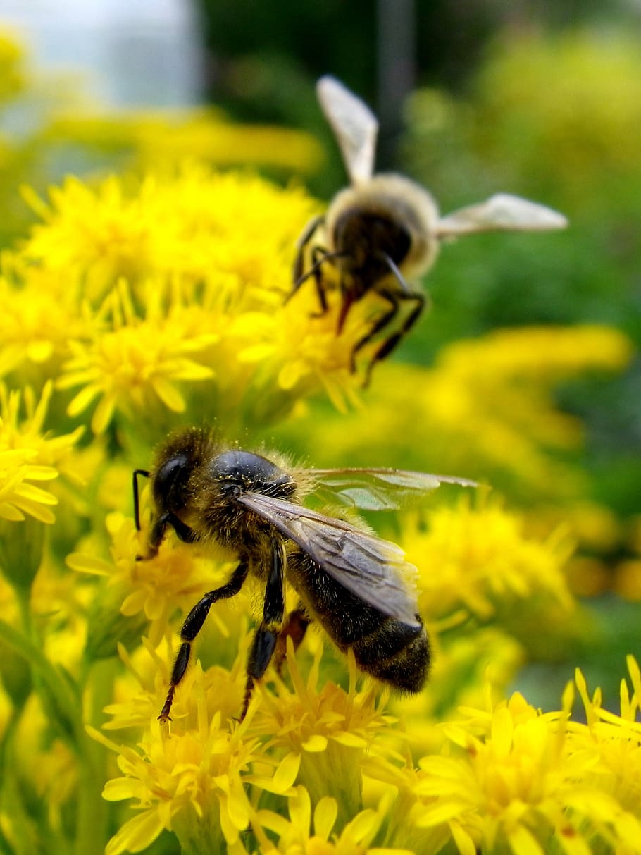 bee, insect, macro, flower, flowering plant, animal themes HD wallpaper