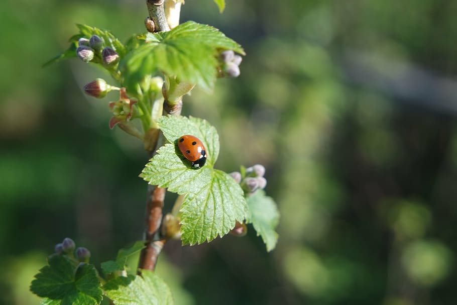 spring, currant, ladybird, plant, growth, green color, animal HD wallpaper