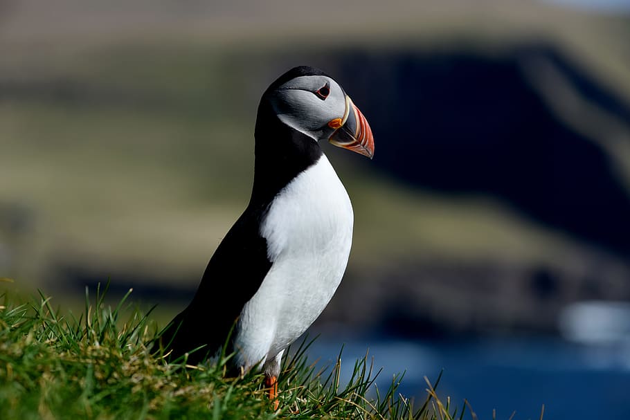 selective focus photo of white and black bird, bird, puffin, animal, nature HD wallpaper