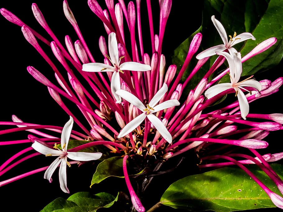 Blossom, Bloom, Flower, Lady, Sansai, lady sansai, nature, plant HD wallpaper
