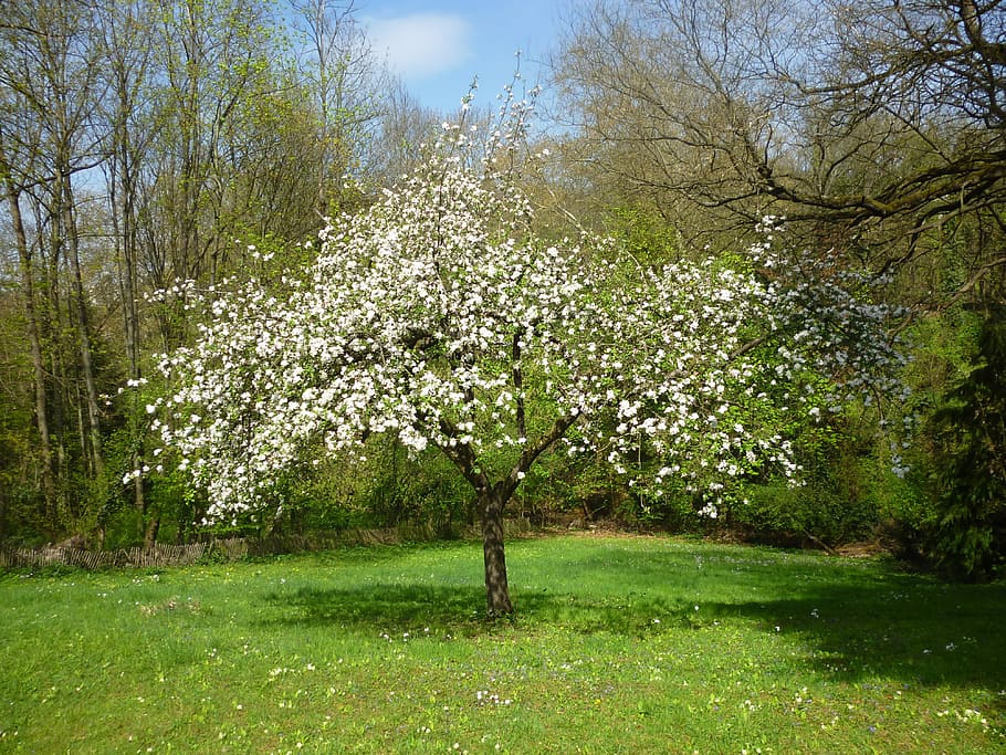Apple, Tree, Fruit Tree, Garden, Flowers, nature, spring, grass HD wallpaper
