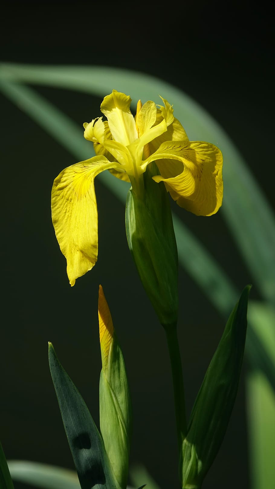 iris young, flower, spring, nature, flowering plant, yellow HD wallpaper