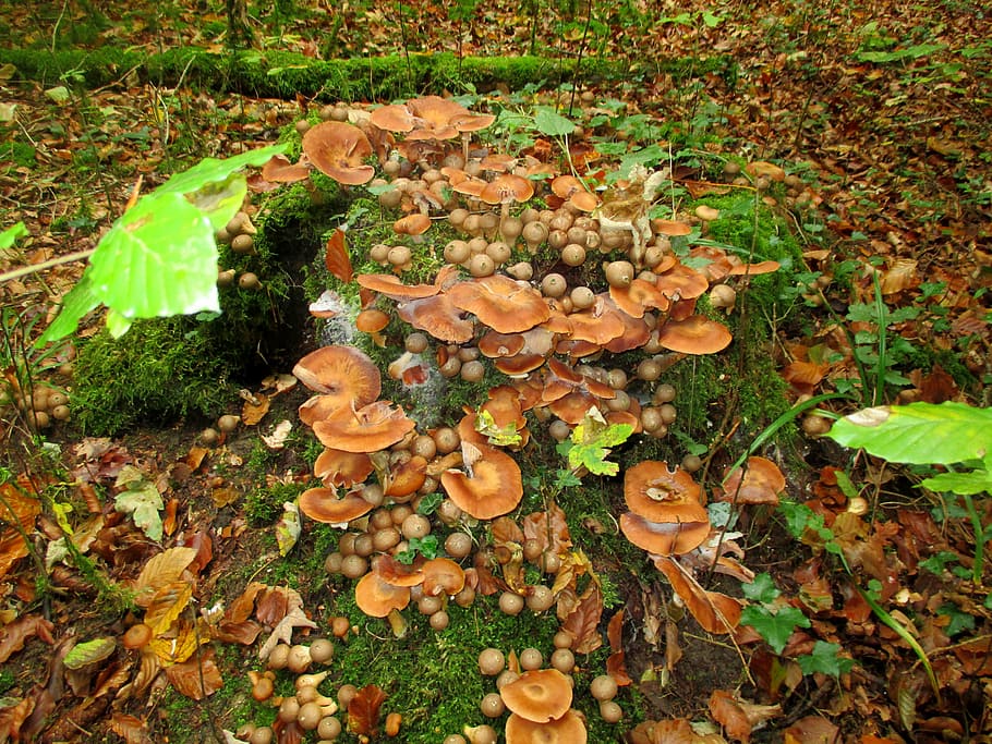 forest, tree trunk, moss, mushroom group, umbrinum, forest mushrooms HD wallpaper